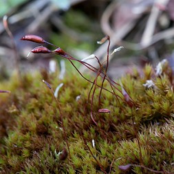 Ceratodon purpureus (purple moss)